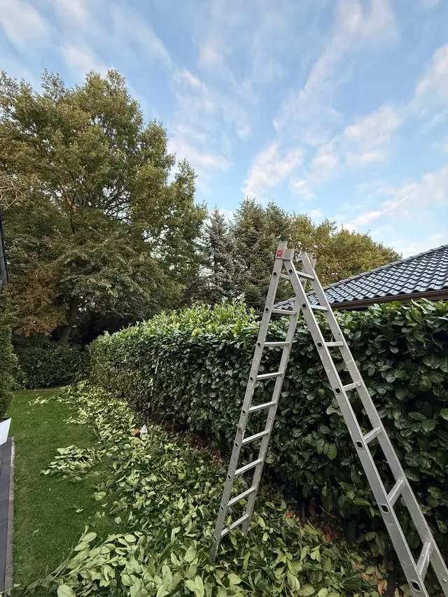 Leiter an einer frisch geschnittenen Hecke