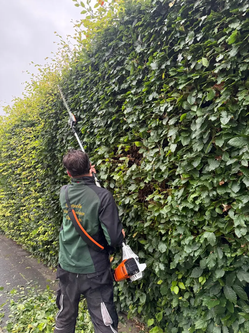 Bozo Glasnovic schneidet eine hohe Buchenhecke mit der Teleskopschere